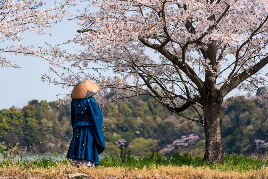 旅の仏僧が桜を眺める