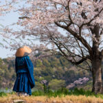 旅の仏僧が桜を眺める