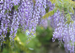 藤の花